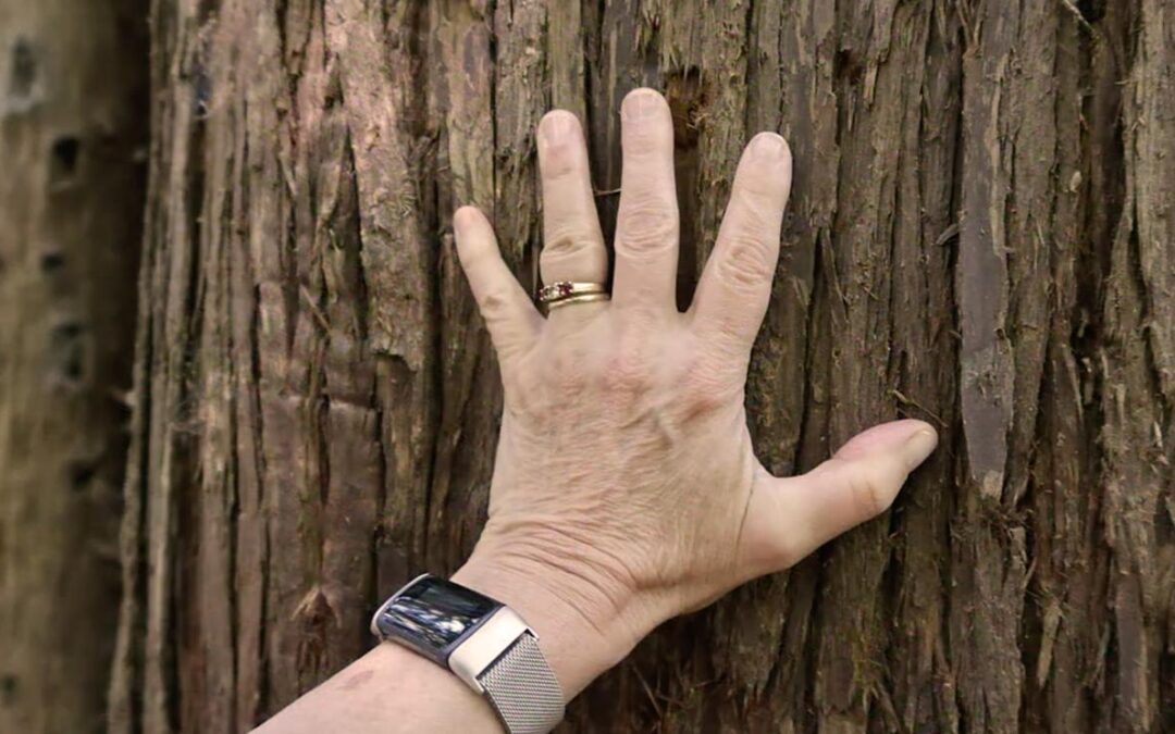 Mindfulness Urban Forest Bathing