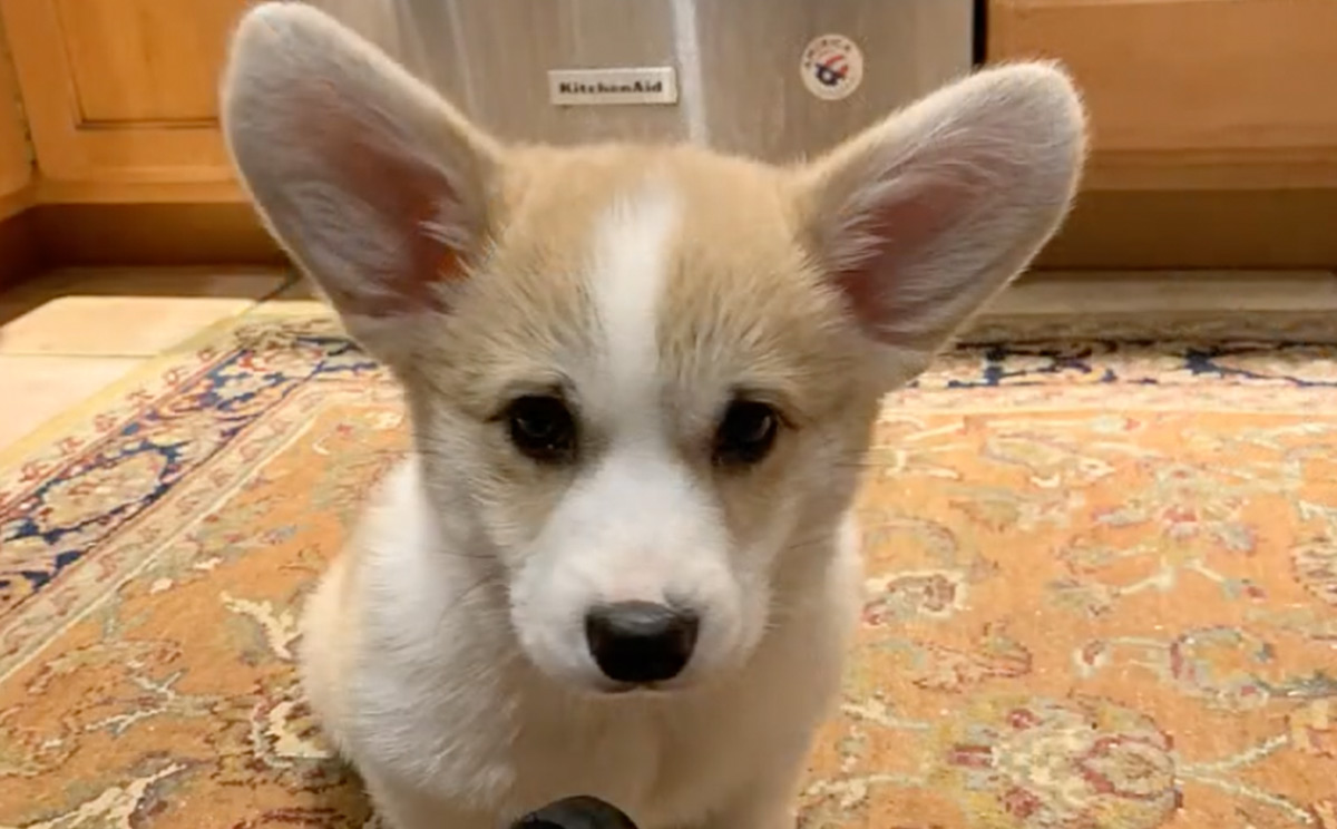 Cuteness Therapy — Scientifically Proven!
